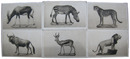 ケープタウン南アフリカ博物館絵葉書