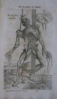 Anatomische Erklarung der Original - Figuren von Andreas Vesal