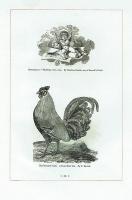 Bewick's Select Fables of Aesop and Others