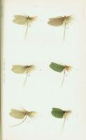 Floating Flies and How to Dress Them  A Treatise on the Most Modern Methods of Dressing Artificial Flies for Trout and Grayling