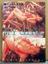 細川ふみえ 写真集 「MY GIRL」　初版