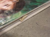 新品 柳沼淳子 写真集　「passio」　管理カード封入　シュリンク未開封 キャスター 毛利充裕 ワニブックス