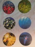 中村征夫 2009年カレンダー　「Aqua Plamet -水の惑星-」　未使用品　水中写真家　約62ｘ42cm　7枚綴り　珊瑚　魚群　クリオネ