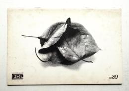 E + D + P 出版印刷表現の遊びと研究 No.39