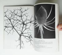 Art Forms from Plant Life