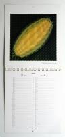 VASARELY ヴァザレリの版画作品 Calendar 1981