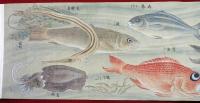 彩色魚類図（02の024）