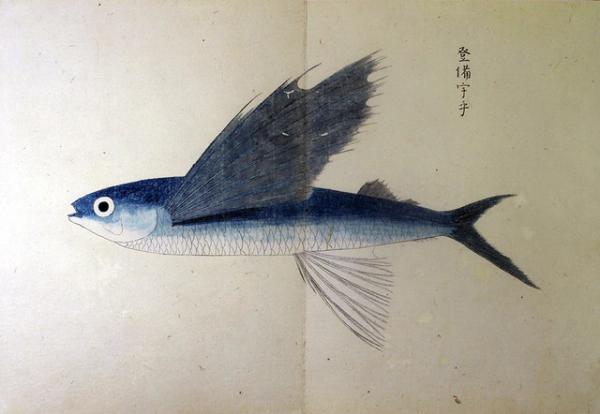 南海魚譜(03の209) / 臥遊堂 / 古本、中古本、古書籍の通販は 南海魚譜(03の209) / 臥遊堂 / 古本、中古本、古書籍の通販は
