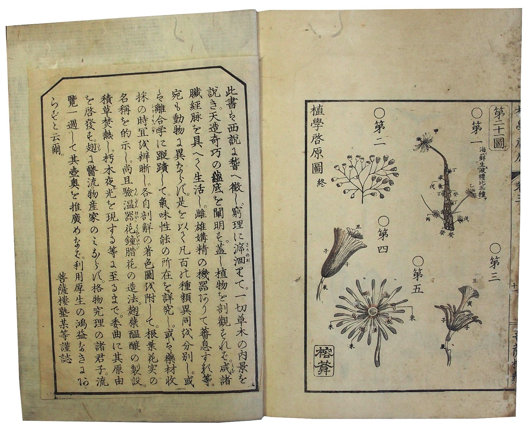 植学啓原（06の079） / 古本、中古本、古書籍の通販は「日本の古本屋
