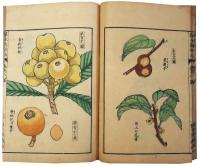 菓木栽培法（06の081）
