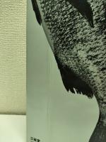 日本産魚名大辞典