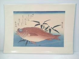 広重　魚づくし：赤魚に笹葉