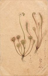 荒木月畝葉書（水彩/旅先）