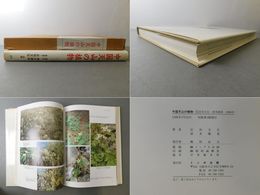 中国天山の植物
