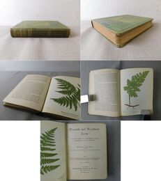 Wayside and Woodland Ferns