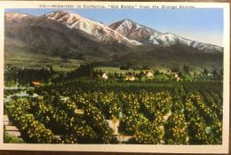 絵葉書　910:-Midwinter in California, "Old Baldly″from the Orange Groves