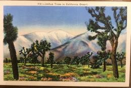 絵葉書　918:-Joshua Trees in California Desert