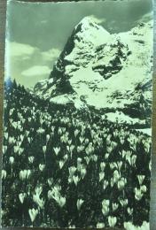 絵葉書　Crocus-Wiese bei Mürren. Eiger.