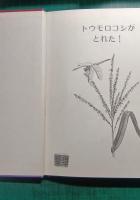 トウモロコシがとれた!