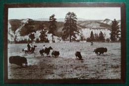 ポストカード　Buffalo Roundup on Montana's Flathead River , about 1905