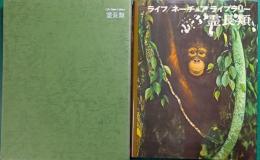 霊長類