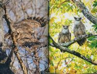 太田達也写真集　カムイ　神々の鼓動　Kamuy, The Gods of the North Land in Japan