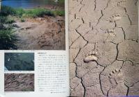 大雪山のヒグマ