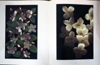 (英文)ハロルド・ファインスタイン写真集　100の花【HaroldFeinstein : One Hundred Flowers】