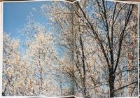 (英文)ニール・ドラブル写真集 トゥリー・トップス・トール(サイン入り)【Neil Drabble : Tree Tops Tall, Signed Copy】