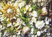 Encyclopedia of Flowers Vol.V  植物図鑑（5）