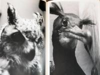 (英文）ジェレミア・ダイン写真集　ナチュラル・セレクション【Jeremiah　Dine: Natural Selection】