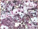 (英文)トーマス・デマンド写真集　ブロッサム【Thomas Demand: Blossom】