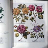 ボタニカルアートの世界　植物図譜の名品コレクション