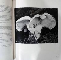 (英文)写真家エドワード・ウェストン【Edward Weston】