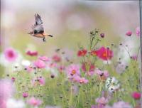 髙城芳治写真集　空と大地の野鳥