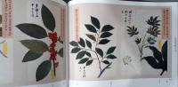 高松松平家博物図譜　写生画帖　雑木