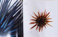 (英文)1立方フィートの世界　多様な生物のポートレイト【A World in One Cubic Foot : Portraits of Biodiversity】