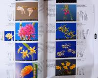 原種洋蘭大図鑑　Treasury of Native Orchids
