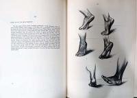 (英文)アーティストのための解剖学【Anatomy For the Artist】