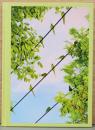 水谷吉法写真集　Yoshinori Mizutani : TOKYO PARROTS