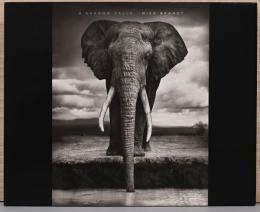 (英文)ニック・ブラント写真集　ア・シャドウ・フォールズ【Nick Brandt : A Shadow Falls】