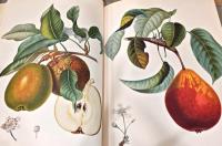 (仏文)果実【Les Fruits】