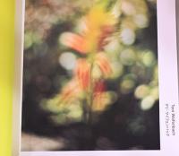 IMA　37号　自然と環境をめぐる写真家の声