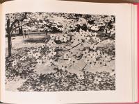 (英文)リー・フリードランダー写真集　桜狩　【Lee Friedlander : Cherry Blossom Time in Japan: The Complete Works】