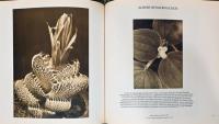 (仏文)ボタニカ・19-20世紀の植物の写真【Botanica, Photographies De Vegetaux Aux 19 et 20 Siecles】