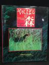 やんばるの森 : 輝く沖縄のいきものたち