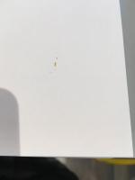 残存するイメージ : アビ・ヴァールブルクによる美術史と幽霊たちの時間