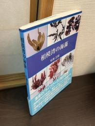 相模湾の海藻