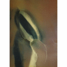 YUKIO IMAMURA : ZENON VOL83.84/今村幸生個展　目録