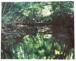 Water Mirror